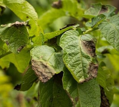 fungicides