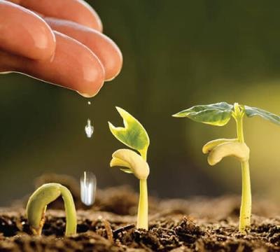Plants Growth Regulator